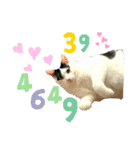KUNIYA cats（個別スタンプ：12）