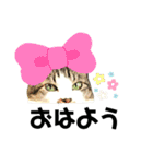 KUNIYA cats（個別スタンプ：14）