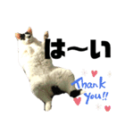 KUNIYA cats（個別スタンプ：15）