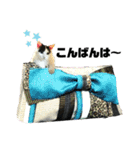 KUNIYA cats（個別スタンプ：23）