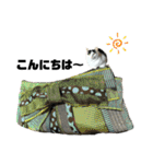 KUNIYA cats（個別スタンプ：24）
