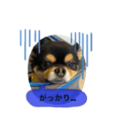 ぽっちゃりチワワのなちおじさん★（個別スタンプ：2）