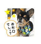 ぽっちゃりチワワのなちおじさん★（個別スタンプ：7）