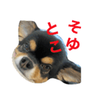 ぽっちゃりチワワのなちおじさん★（個別スタンプ：8）