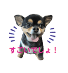 ぽっちゃりチワワのなちおじさん★（個別スタンプ：10）
