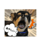 ぽっちゃりチワワのなちおじさん★（個別スタンプ：11）
