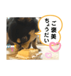 ぽっちゃりチワワのなちおじさん★（個別スタンプ：12）