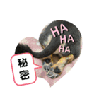 ぽっちゃりチワワのなちおじさん★（個別スタンプ：14）
