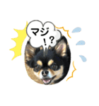 ぽっちゃりチワワのなちおじさん★（個別スタンプ：16）