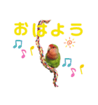 挨拶するコザクラインコのスタンプ（個別スタンプ：2）