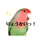 挨拶するコザクラインコのスタンプ（個別スタンプ：3）