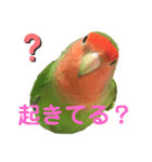 挨拶するコザクラインコのスタンプ（個別スタンプ：4）
