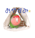 挨拶するコザクラインコのスタンプ（個別スタンプ：5）