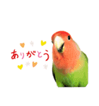 挨拶するコザクラインコのスタンプ（個別スタンプ：6）