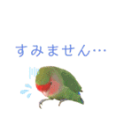 挨拶するコザクラインコのスタンプ（個別スタンプ：7）