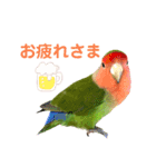 挨拶するコザクラインコのスタンプ（個別スタンプ：8）