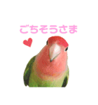 挨拶するコザクラインコのスタンプ（個別スタンプ：11）