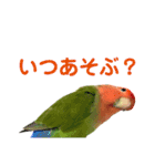 挨拶するコザクラインコのスタンプ（個別スタンプ：12）