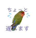 挨拶するコザクラインコのスタンプ（個別スタンプ：13）