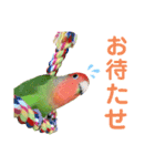 挨拶するコザクラインコのスタンプ（個別スタンプ：14）