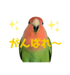 挨拶するコザクラインコのスタンプ（個別スタンプ：15）