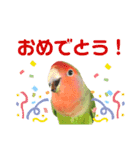 挨拶するコザクラインコのスタンプ（個別スタンプ：16）