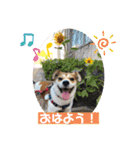 保護犬・春ちゃんの毎日 その1（個別スタンプ：1）