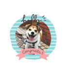 保護犬・春ちゃんの毎日 その1（個別スタンプ：2）