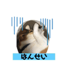 保護犬・春ちゃんの毎日 その1（個別スタンプ：3）