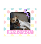 保護犬・春ちゃんの毎日 その1（個別スタンプ：4）