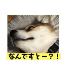 保護犬・春ちゃんの毎日 その1（個別スタンプ：5）