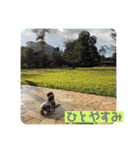 保護犬・春ちゃんの毎日 その1（個別スタンプ：7）