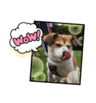 保護犬・春ちゃんの毎日 その1（個別スタンプ：8）