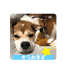保護犬・春ちゃんの毎日 その1（個別スタンプ：10）