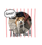 保護犬・春ちゃんの毎日 その1（個別スタンプ：11）