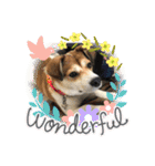 保護犬・春ちゃんの毎日 その1（個別スタンプ：12）