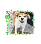 保護犬・春ちゃんの毎日 その1（個別スタンプ：13）
