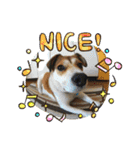 保護犬・春ちゃんの毎日 その1（個別スタンプ：14）