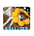 保護犬・春ちゃんの毎日 その1（個別スタンプ：15）