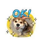保護犬・春ちゃんの毎日 その1（個別スタンプ：16）