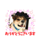 保護犬・春ちゃんの毎日 その1（個別スタンプ：17）