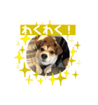 保護犬・春ちゃんの毎日 その1（個別スタンプ：21）