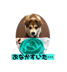 保護犬・春ちゃんの毎日 その1（個別スタンプ：22）