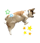 保護犬・春ちゃんの毎日 その1（個別スタンプ：23）