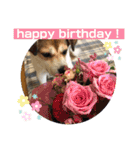 保護犬・春ちゃんの毎日 その1（個別スタンプ：24）
