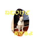 愛されパインの日常2（個別スタンプ：1）