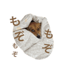 愛されパインの日常2（個別スタンプ：3）