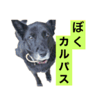 愛されパインの日常2（個別スタンプ：4）