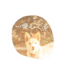 愛されパインの日常2（個別スタンプ：30）