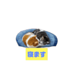 チビ＆あつ子 ときどき亀さん（個別スタンプ：1）